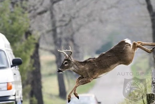 AAA Study Reveals Over 350 000 Crashes A Year Are Caused By Animals